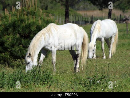 Horses in Camargue, France Stock Photo