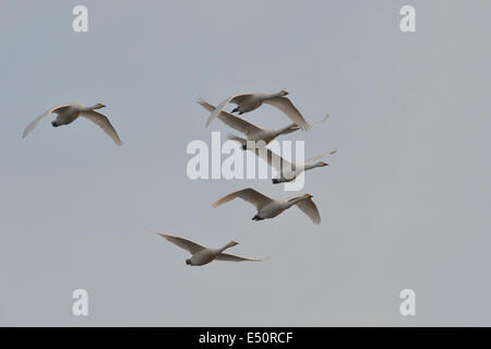 Whooper swan Stock Photo