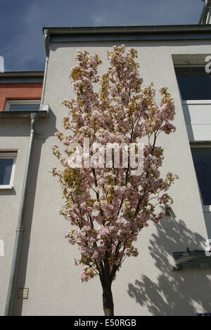 Fastigiate flowering cherrytrees Stock Photo