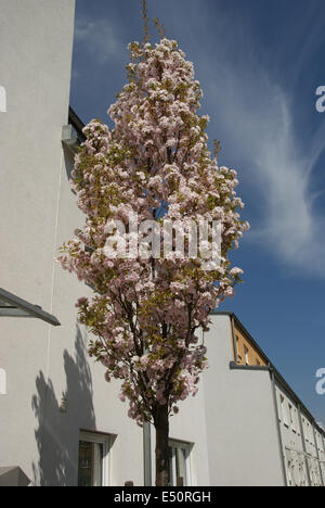 Fastigiate flowering cherrytrees Stock Photo