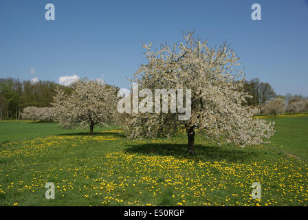 Flowering dandelions and sweet cherry trees Stock Photo