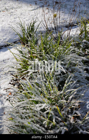 Japanese Sedges Stock Photo