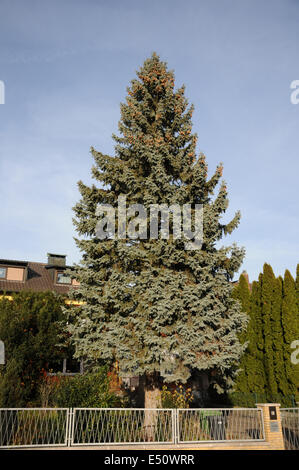 Blue Spruce Stock Photo