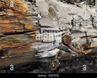 Old dead tree Stock Photo