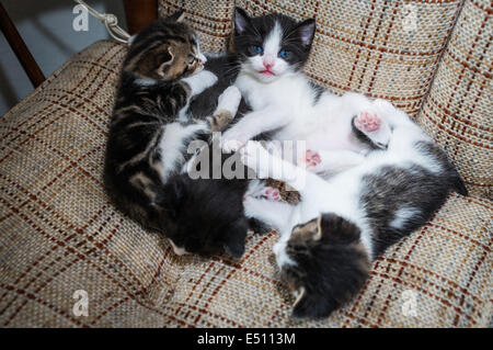 Many cats relaxing on sofa Stock Photo