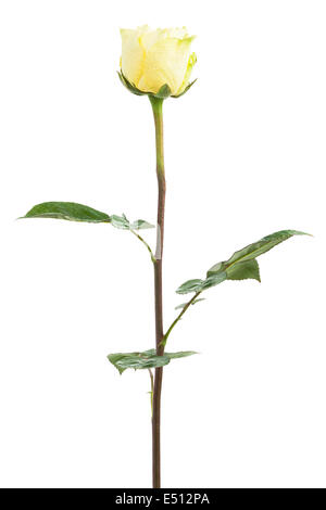 Fresh yellow roses Stock Photo