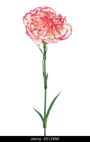 pink carnation Stock Photo
