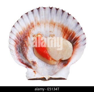 Fresh opened scallop Stock Photo