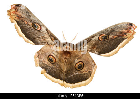beautiful giant silk moth butterfly Stock Photo
