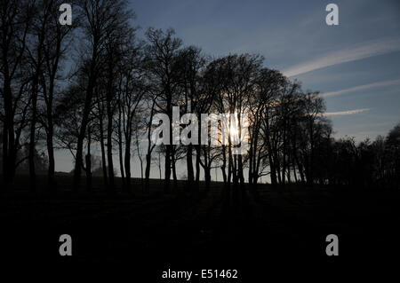 Sunset behind a group of trees Stock Photo