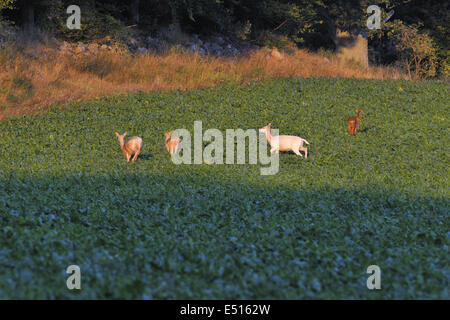 Deer and fallow deer Stock Photo