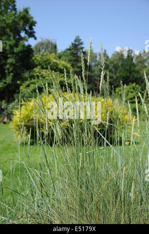 Quick grass Stock Photo