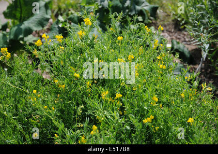 Meadow Vetchling Stock Photo