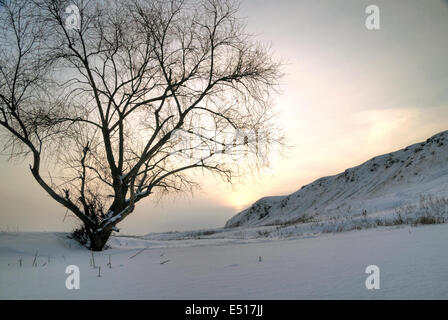 lone standing sunset winter tree Stock Photo