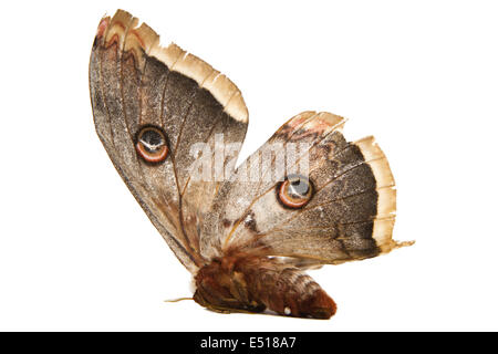 giant silk moth butterfly Stock Photo