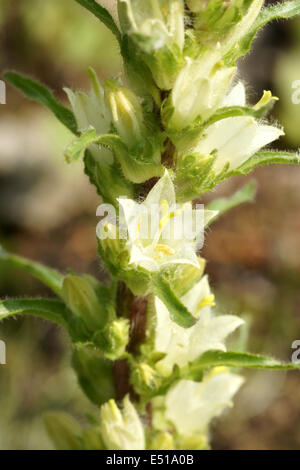 Yellow bellflower Stock Photo
