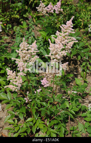 False spirea Stock Photo