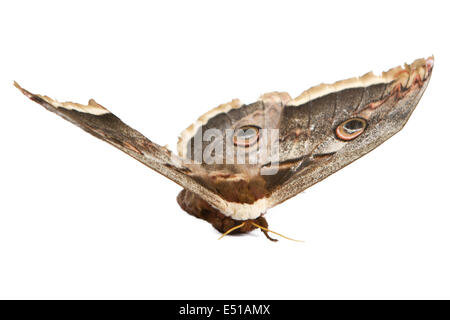 giant silk moth butterfly Stock Photo