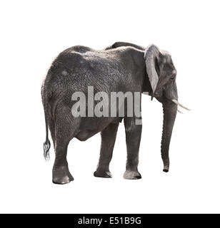 African Elephant isolated on white background Stock Photo - Alamy