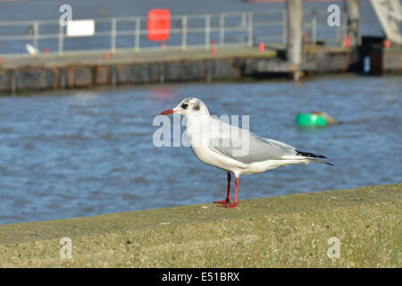 gull on wall Stock Photo