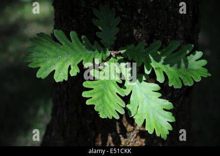 Hungarian oak Stock Photo