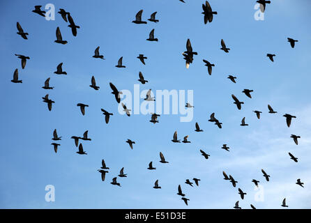 Flying pigeons Stock Photo
