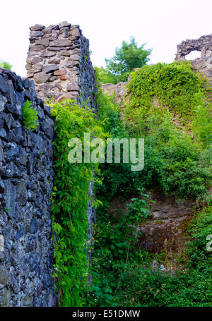 Old brick wall covered with vines Stock Photo