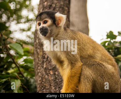 Bolivian squirrel monkey Stock Photo