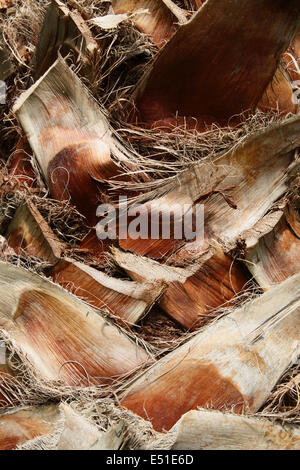 Palm tree texture Stock Photo