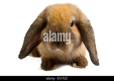 orange rabbit isolated on white background Stock Photo