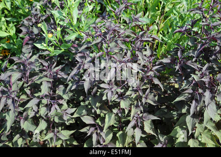 Brown-leaved eupatorium Stock Photo