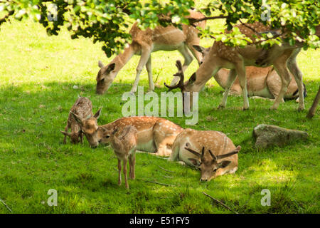 A herd of fallow deer in the wild Stock Photo