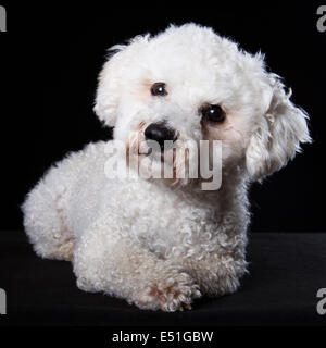 Bichon portrait Stock Photo