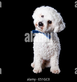 Bichon portrait Stock Photo