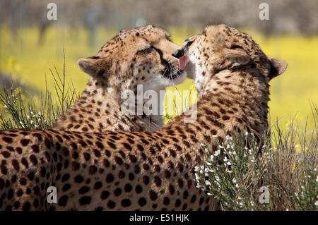 couple of cheetahs Stock Photo