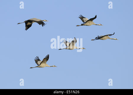 European cranes, Grus Grus Stock Photo