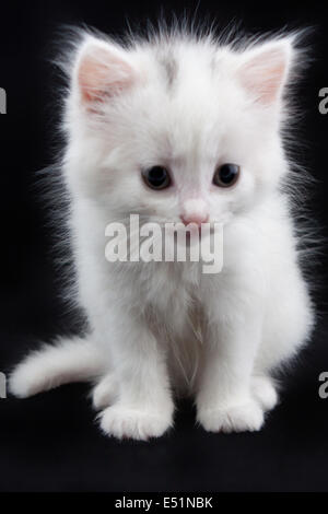 Black kitten sitting on a white isolated background Stock Photo - Alamy