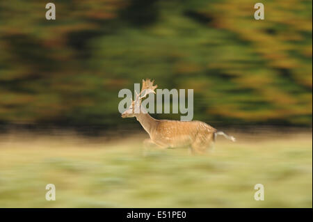 Fallow deer, Cervus dama, Denmark