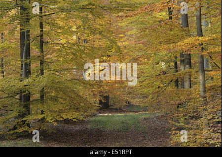 Beech forest, Germany Stock Photo