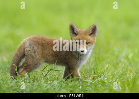 Red fox, Vulpes vulpes, Germany Stock Photo