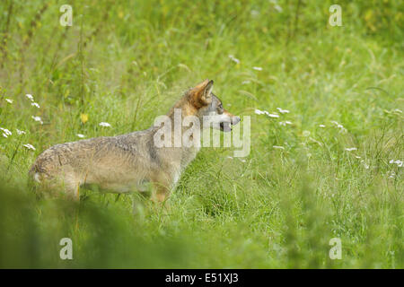 European Wolf, Canis lupus Stock Photo