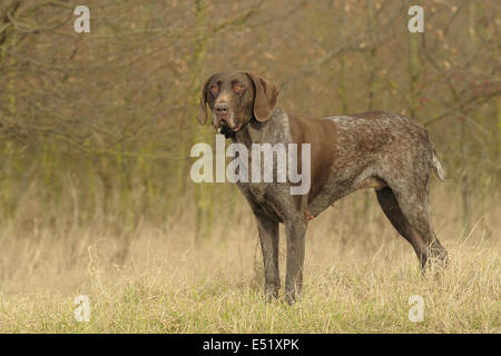 German short-haired, Germany Stock Photo