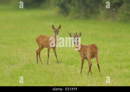 Roe deers, Capreolus capreolus, Germany Stock Photo