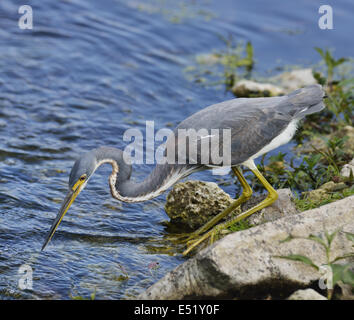 Tricolored Heron Stock Photo