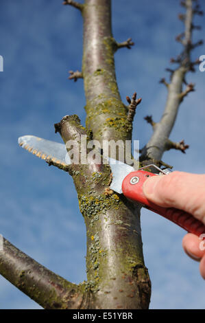 Sweet cherry tree, pruning Stock Photo