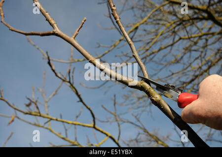 Walnut, pruning Stock Photo