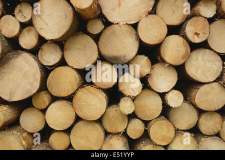 Spruce logs, Germany Stock Photo