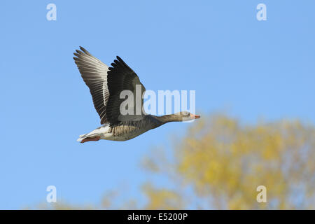Greylag goose, Anser anser, Germany Stock Photo