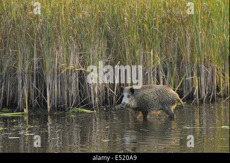 Wild boar, Sus scrofa, Germany Stock Photo