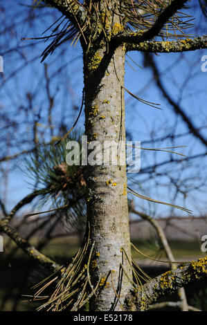 Bosnian Pine Pinus Heldreichii Cone Stock Photo Alamy   Bosnian Pine E52178 